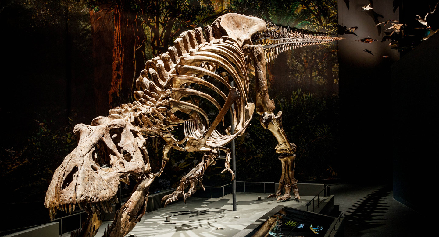Naturalis Leiden Natural Museum The Netherlands Photo