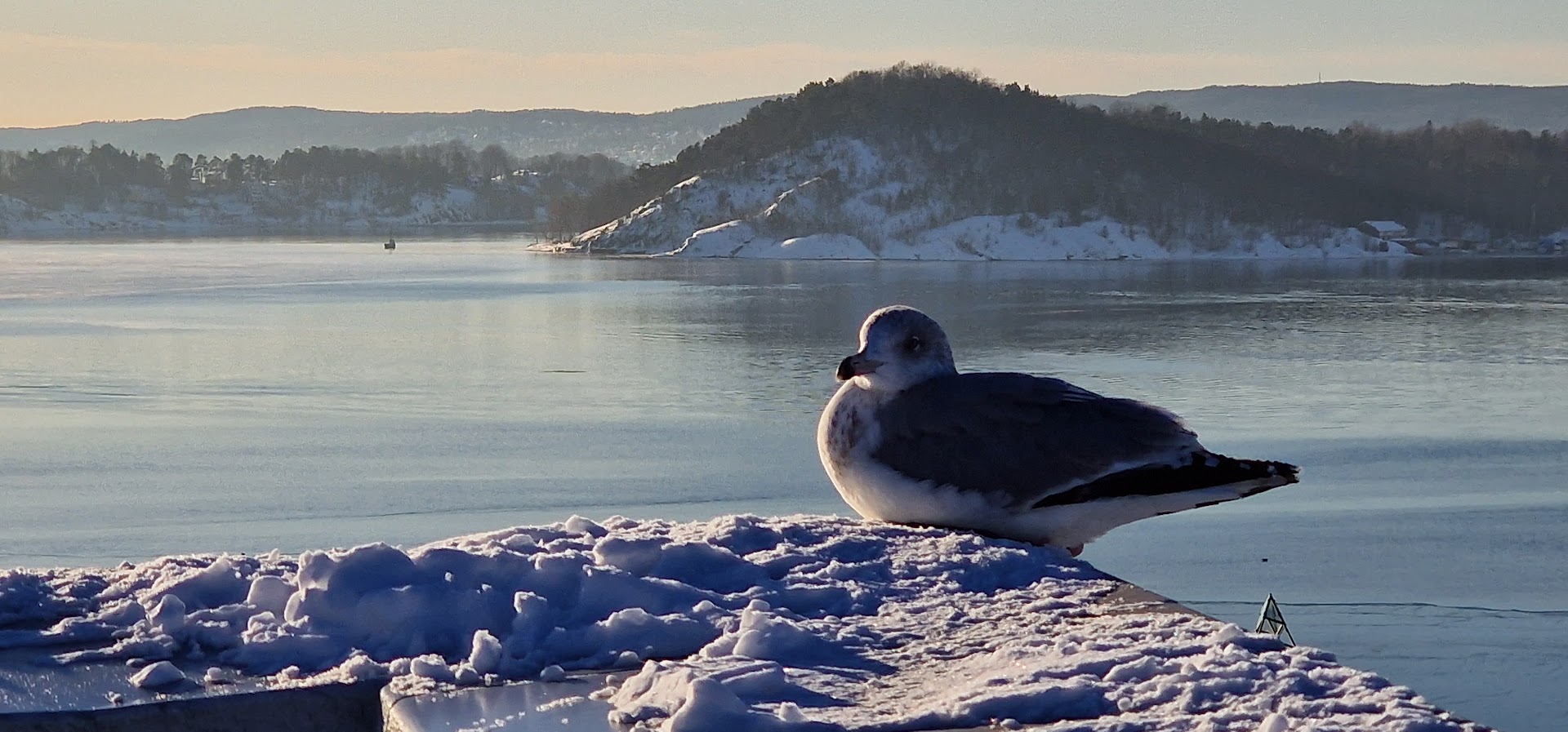 Oslo-Bay-Seagull-Norway